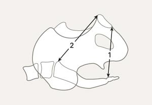 Sidescout. Her m&aring;les sagittal utgang (merket 1) og sagittal inngang (merket 2)