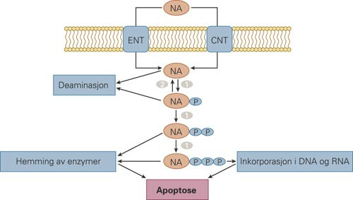 Metabolisme og virkem&aring;te til cytotoksiske nukleosidanaloger. NA = nukleosidanalog, ENT og CNT er nukleosidtransport&oslash;rer, P =&hellip;