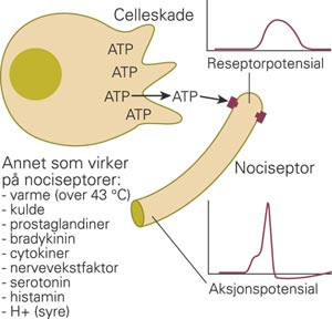 Nociseptorer aktiveres av adenosintrifosfat (ATP). Fordi ATP-konsentrasjonen normalt er uhyre lav ekstracellul&aelig;rt, er ATP et&hellip;