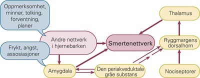 Skjematisk fremstilling av hvordan man kan tenke seg at smertenettverket i hjernebarken kan aktiveres av ulike typer&hellip;