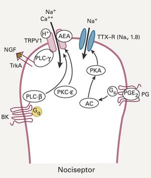 N&aring;r nociseptorer utsettes for substanser som frisettes ved inflammasjon, endres eksitabiliteten gjennom en rekke&hellip;
