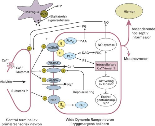 Noen av faktorene som regulerer eksitasjonen av nevroner i ryggmargens bakre horn. &Aring;pning av kalsiumkanaler presynaptisk&hellip;