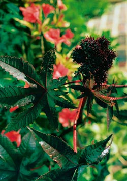 Figur 1a  Kristpalme (Ricinus communis). Foto Corbis/SCANPIX