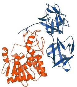 Figur 2  Struktur av ricin. Figuren viser A-kjeden (r&oslash;dt) og B-kjeden (bl&aring;tt) som bindes sammen av en disulfidbro (oransje)&hellip;