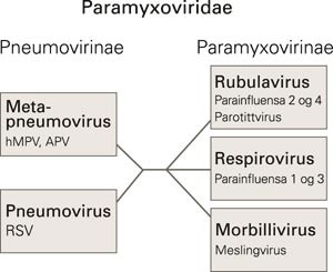 Fylogenetisk slektskap: Familien Paramyxoviridae inndeles i to subfamilier, pneumoviridae og paramyxoviridae. Boksene&hellip;