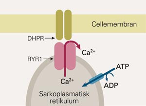 Kontraksjoner i muskelcellene utl&oslash;ses av at aksjonspotensialer brer seg fra den nevromuskul&aelig;re endeplaten via de transverse&hellip;