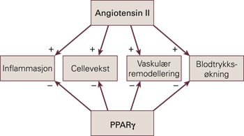 PPAR&gamma; kan hemme angiotensin II-effekter (7)