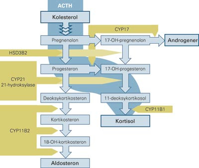 Steroidhormonsyntesen i binyrene. Adrenokortikotropt hormon (ACTH) stimulerer syntesen av kortisol og bare i liten grad&hellip;
