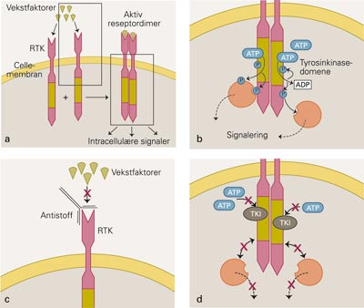 Mekanismer for aktivering av intracellul&aelig;r signalering fra og medikamentell inhibisjon av reseptortyrosinkinaser. a) og b&hellip;
