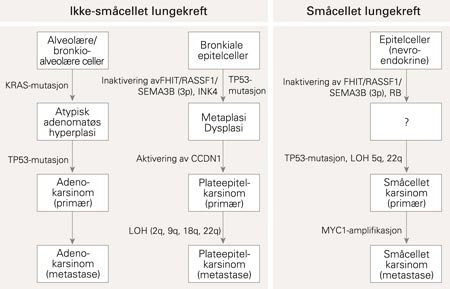 Genetiske forandringer som leder til de ulike histologiske hovedtypene av lungekreft. Figuren er modifisert og gjengitt med&hellip;