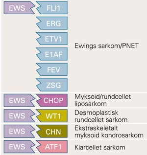 Translokasjon av EWS-genet kan gi opphav til ulike fusjonsproteiner avhengig av hvilket annet kromosomsegment som er&hellip;