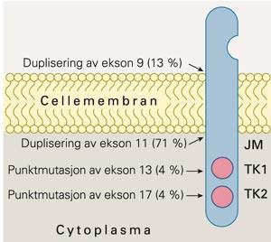 Modell av c-kit-reseptoren med indikasjon av hvor de vanlige mutasjonene ligger. Signalmolekylene (ligandene) bindes til den&hellip;