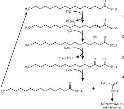 Betaoksidasjon av fettsyrer i mitokondriene. Fettsyrene forkortes med to karbonatomer om gangen. Hver forkorting skjer via&hellip;