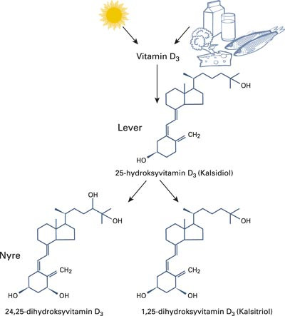 Vitamin D blir hydroksylert i leveren til kalsidiol og i nyrene videre til kalsitriol og 24,25 dihydroksyvitamin D