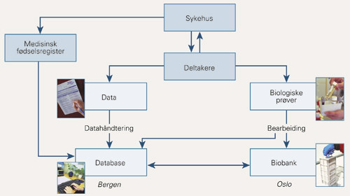 Den norske mor-og-barn-unders&oslash;kelsen (MoBa). Skjematisk fremstilling av informasjonsflyten fra sykehus og deltakere til&hellip;
