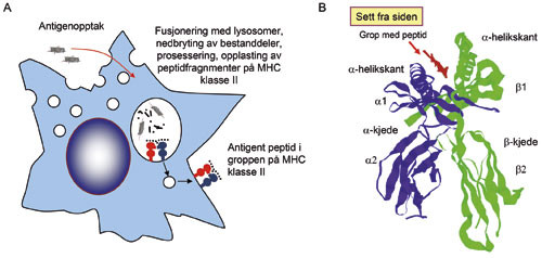 Figur 3  Opplasting av peptider i gropen p&aring; MHC-molekyler. A. Profesjonelle antigenpresenterende celler (APC) endocytterer&hellip;