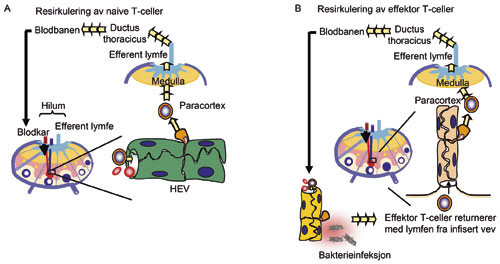 Figur 6  Resirkulering av naive T-celler og effektor-T-celler. A. Naive T-celler sirkulerer i blodbanen og passerer ut i&hellip;