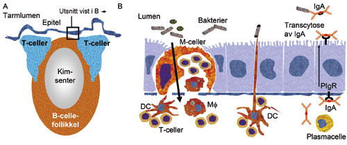 Figur 7  Peyerske plakk og mucosaassosiert lymfoid vev (MALV). A. I tynntarm finnes peyerske plakk, strukturer som&hellip;