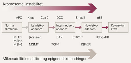 Illustrasjonen gir et forenklet overblikk over kreftutvikling gjennom flere forstadier og hvordan denne drives av ulike&hellip;