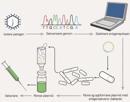 Ulike trinn i utvikling og produksjon av en DNA-vaksine. Etter at et sykdomsfremkallende patogen er isolert, sekvenseres&hellip;