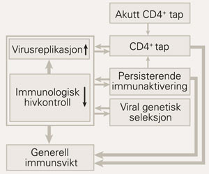 Mekanismer for utviklingen av immunsvikt ved kronisk hivinfeksjon. Et massivt tap av CD4-positive T-celler b&aring;de i akutt og&hellip;