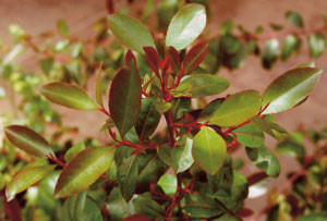 Figur 1  Khat. Unge blader fra toppen av treet fortrekkes fordi disse har h&oslash;yere innhold av rusgivende stoffer enn eldre&hellip;