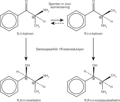 Kjemisk struktur av katinon, norefedrin og norpseudoefedrin. I kroppen endrer katinon isomerform spontant fra S til R. Katin&hellip;
