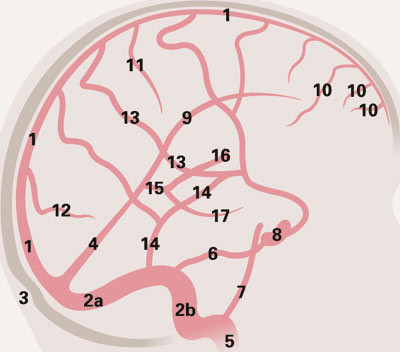 Figuren viser durale sinuser, overflatiske og dype cerebrale vener: 1. Sinus sagittalis superior, 2a. Sinus transversus, 2b&hellip;