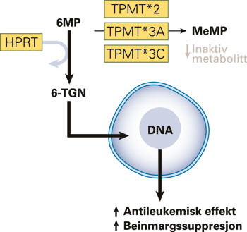 Genetisk polymorfisme av TPMT. Allelene TPMT*2, TPMT*3A, TPMT*3C er forbundet med redusert inaktivering av merkaptopurin &hellip;