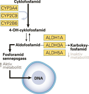 Genetisk polymorfisme av ALDH. Allelene ALDH1A, ALDH3A og ALDH5A er forbundet med redusert inaktivering av aldofosfamid, og&hellip;