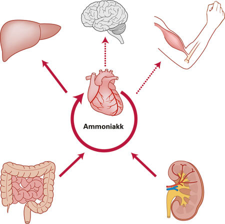 Figur 2  Ammoniakk produseres i tarm og nyrer, mens leveren netto konsumerer ammoniakk. Stiplede linjer indikerer&hellip;