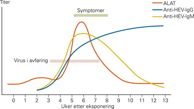 Figur 3  Typisk serologisk forl&oslash;p ved HEV-infeksjon
