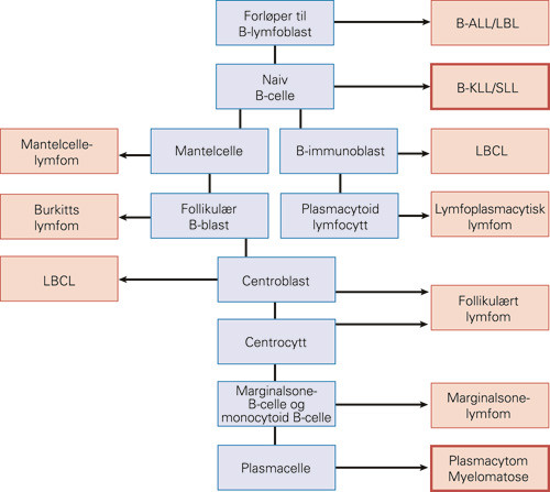 Figur 3  Skjema over utvikling av malign sykdom i B-cellerekken. B-ALL/LBL: Forl&oslash;per B-akutt lymfoblastleukemi&hellip;