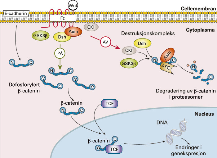 Figur 3  Wnt/&beta;-catenin (kanonisk) signalvei. Wnt interagerer med transmembranproteinet Frizzled (Fz) og proteinet&hellip;