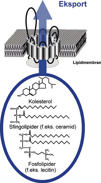 Figur 2  Medlemmer av ABCA-transport&oslash;rersubgruppen har utviklet seg til spesialiserte lipidtransport&oslash;rer. Blant de kjente&hellip;