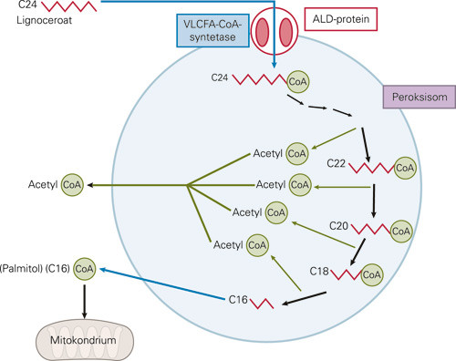 Figur 2  I perioksisomene nedbrytes ultralange fettsyrer etter f&oslash;rst &aring; ha blitt aktivert med koenzym A (CoA) ved enzymet&hellip;