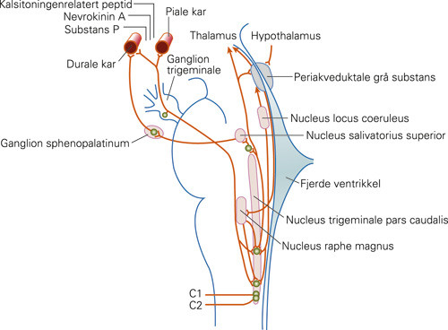 Figur 3  Nervebaner involvert i hodepine. Det trigeminocervikale kompleks i hjernestammen kan betraktes som &laquo;first final&hellip;
