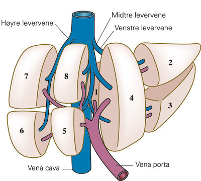 Figur 3  Couinauds klassifikasjon av de &aring;tte leversegmentene. Segment 1 (lobus caudatus) &ndash; 4 utgj&oslash;r venstre leverhalvdel,&hellip;