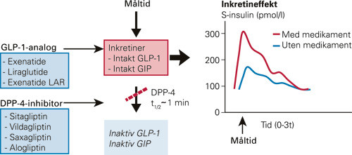 Figur 2  Virkningsmekanismene for glukagonliknende peptid 1 (GLP-1)-analoger og dipeptidylpeptidase 4 (DPP-4)-inhibitorer&hellip;