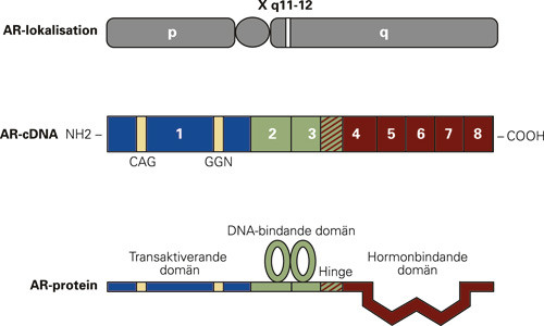 Figur 3  Human androgenreceptorgen; struktur och protein. Androgenreceptorgenen &auml;r lokaliserad till q-armen p&aring; kromosom X&hellip;