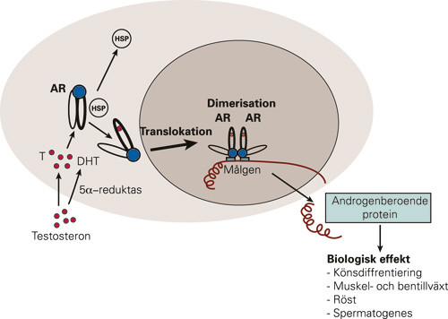 Figur 4  Testosteron diffunderar in i cellen och kan i cytoplasma reduceras till DHT av enzymet 5 &alpha;-reduktas. B&aring;da&hellip;