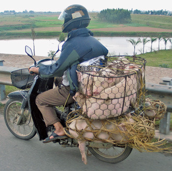 Alt kan fraktes p&aring; moped. Alle foto Lasse Efskind