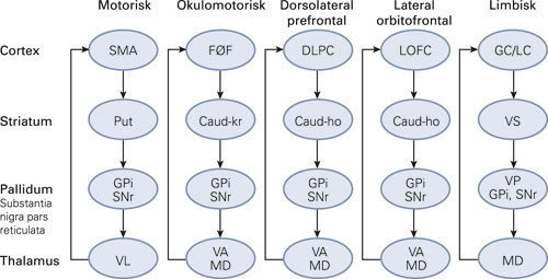 Figur 2  De fem foresl&aring;tte funksjonelt forskjellige kortiko-striato-talamo-kortikale sl&oslash;yfene, modifisert og forenklet etter&hellip;