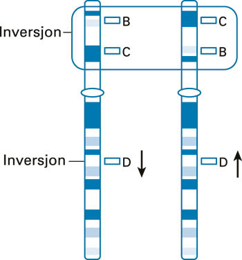 Figur 2  Inversjoner. Et st&oslash;rre omr&aring;de av de homologe kromosomene, som inneholder de genomiske omr&aring;dene B og C, kan ha&hellip;