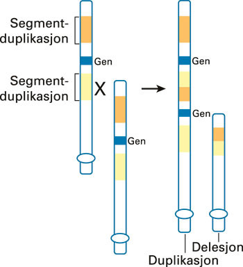 Figur 3  To segmentduplikasjoner, vist med gul og oransje farge, flankerer her et omr&aring;de som inneholder et gen. Ved&hellip;