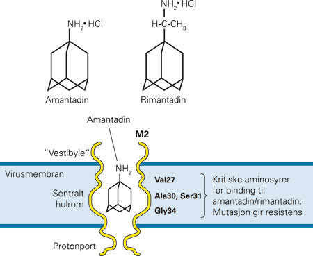 Figur 2  Mutasjoner som gir resistens. Aktuelle mutasjoner i M2-membranporeproteinets transmembrane region er tegnet inn&hellip;