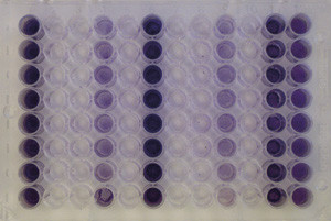 Figur 2  Figuren viser semikvantitativ biofilmanalyse i en mikrotiterplate. Hvert isolat unders&oslash;kes i en kolonne med &aring;tte&hellip;