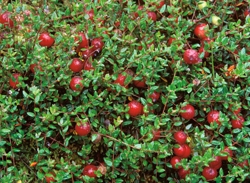 Figur 2  Traneb&aelig;r tilh&oslash;rer lyngfamilien. Bildet viser en europeisk art (V oxycoccus) fotografert p&aring; myr i Ishavet&hellip;