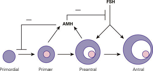 Figur 2  Modell av antim&uuml;llerhormons effekt p&aring; follikkelutviklingen. Antim&uuml;llerhormon produseres i de prim&aelig;re, sekund&aelig;re,&hellip;