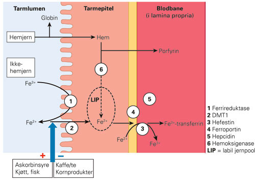 Figur 2  Normal absorpsjon av hemjern og ikke-hemjern i duodenale enterocytter og effekter av ligander i kosten&hellip;